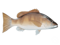 Grey Snapper